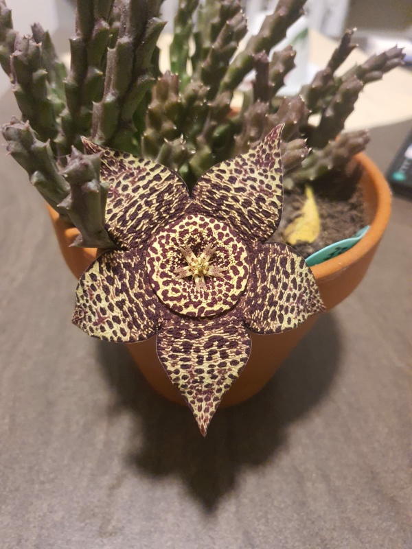 Orbea rugosa.jpeg